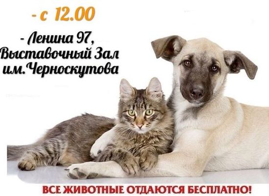 В городе-спутнике Волгограда собирают на помощь бездомным животным